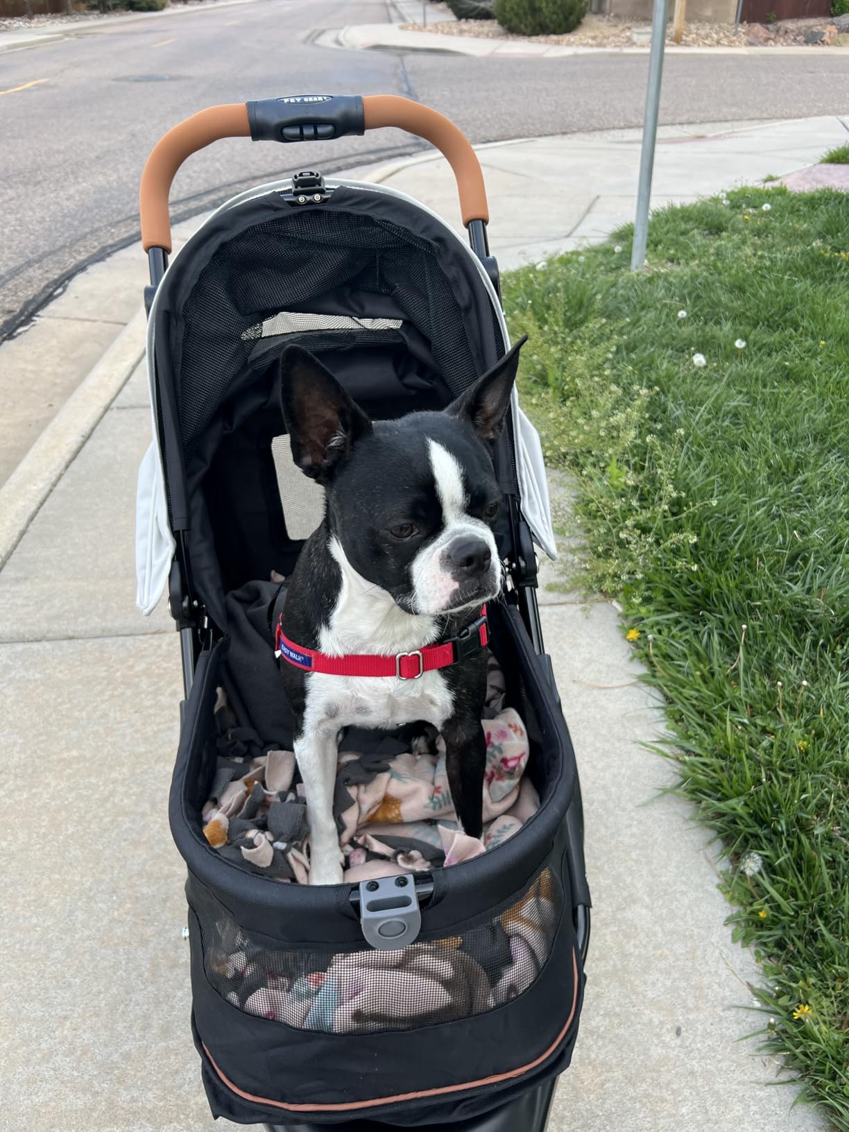 Pet Gear No-Zip AT3 Pet Stroller for Cats/Dogs, Sea Salt customer photo 1