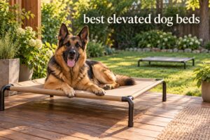 best elevated dog beds